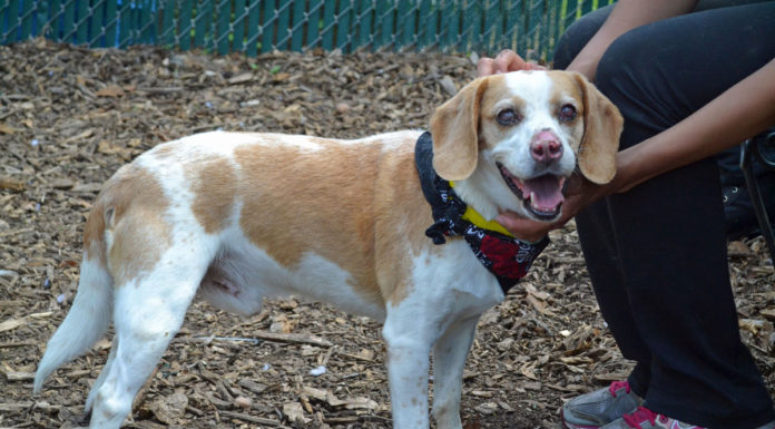 Pet of the Week: May 17, 2017
