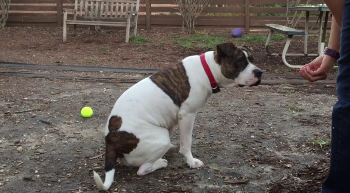 Pet of the Week: Jan. 31, 2018